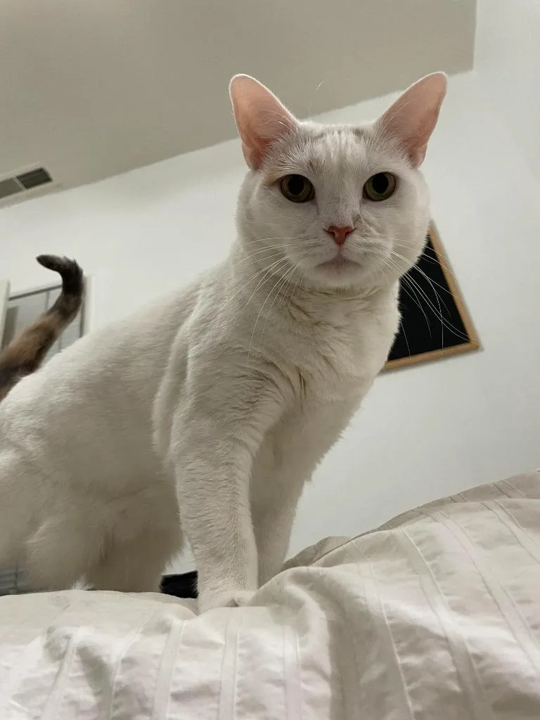An adult medium-sized female Domestic Short Hair cat named Lizzie for adoption in Salt Lake City, UT