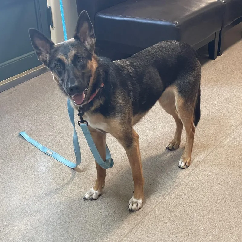 A young medium-sized female Black German Shepherd Dog dog named Angel for adoption in Pasadena, CA