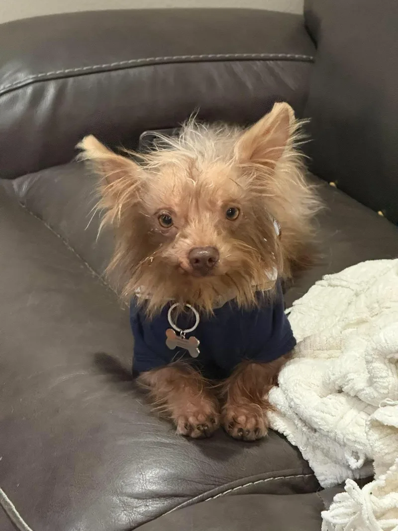 An adult small-sized male Terrier dog named Einstein for adoption in Grand Forks, ND