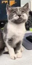 A baby large-sized female Gray & White Domestic Short Hair cat named Dori for adoption in Lemoyne, PA