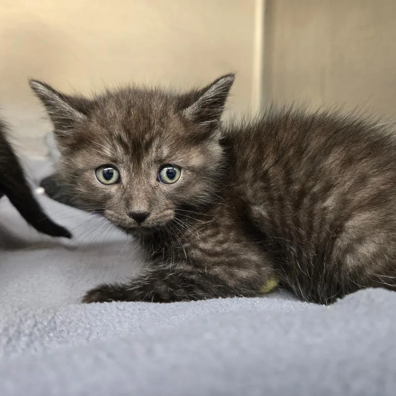 A baby small-sized male Black Domestic Short Hair cat named Bagheera for adoption in Newport, TN