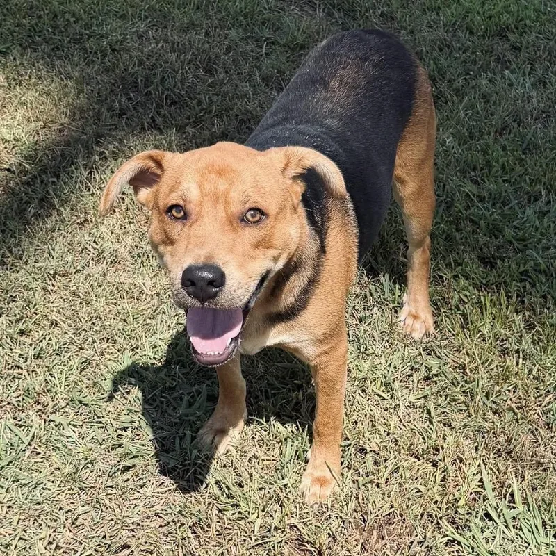 A young medium-sized male Yellow / Tan / Blond / Fawn Labrador Retriever dog named Mango for adoption in Cumberland, RI