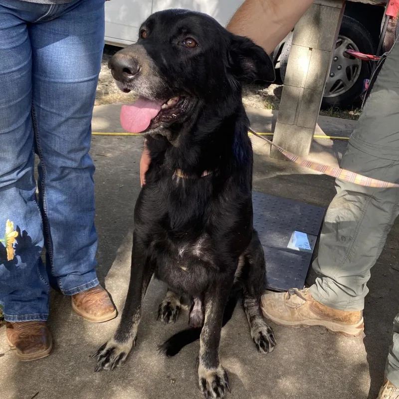 An adult large-sized male Black Shepherd dog named Ace for adoption in Hackett, AR