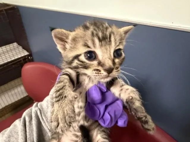 A baby small-sized female Domestic Short Hair cat named Merida for adoption in Miami, FL