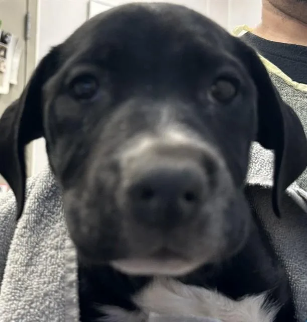 A baby small-sized male Labrador Retriever dog named Cinnamon Bagel for adoption in Tucson, AZ