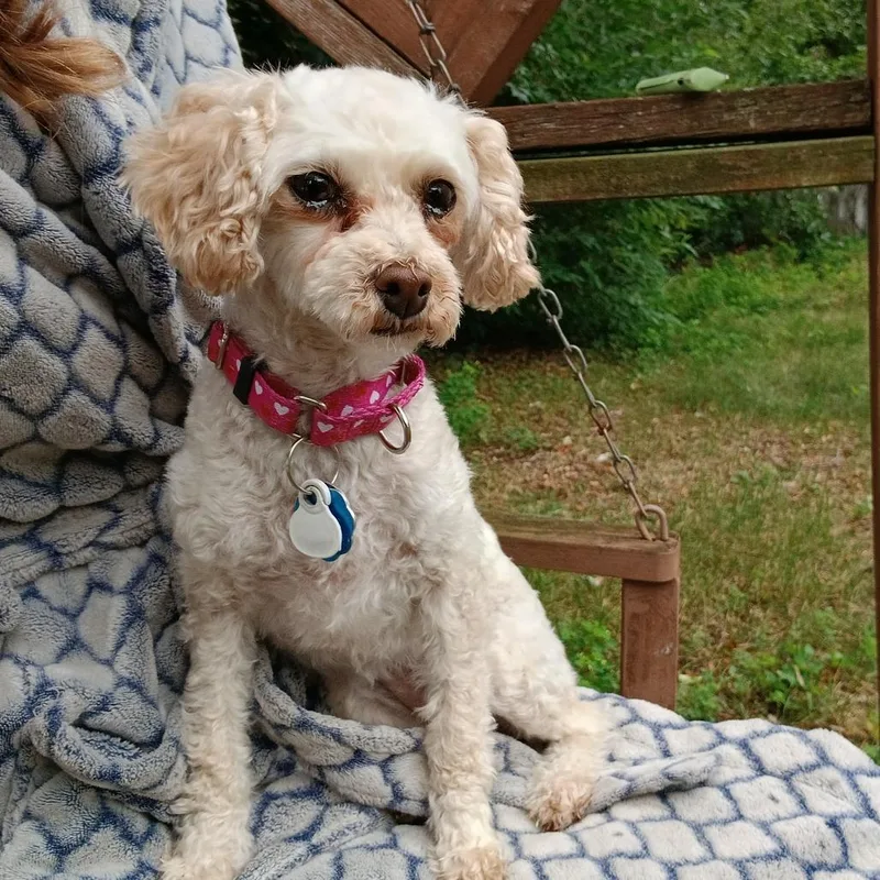 An adult small-sized female White / Cream Miniature Poodle dog named Sylvie for adoption in Minneapolis, MN