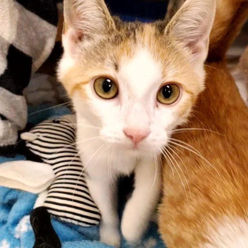 A baby small-sized female Calico Domestic Short Hair cat named Mini for adoption in Novelty, OH