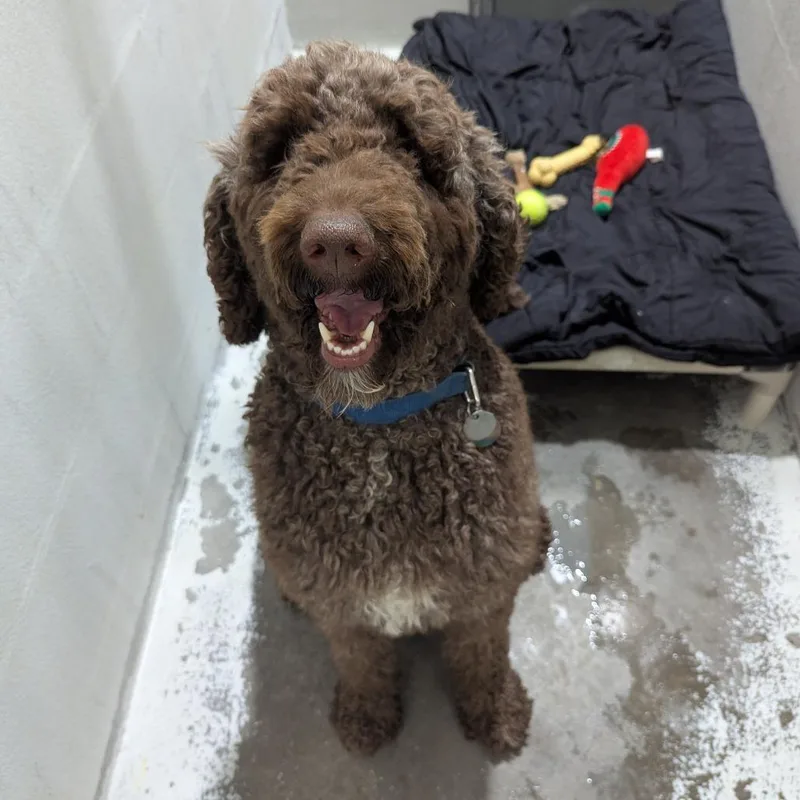 An adult large-sized male Brown / Chocolate Standard Poodle dog named Jackson for adoption in Evansville, IN
