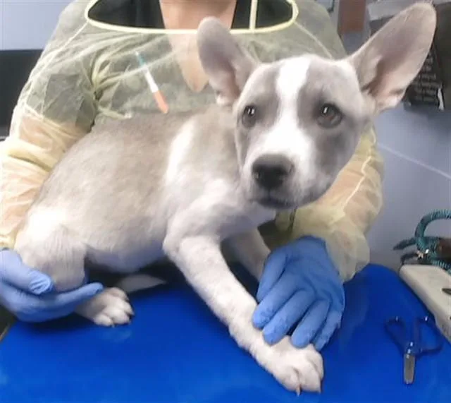 A baby large-sized male Husky dog named Sand Castle for adoption in Mesa, AZ