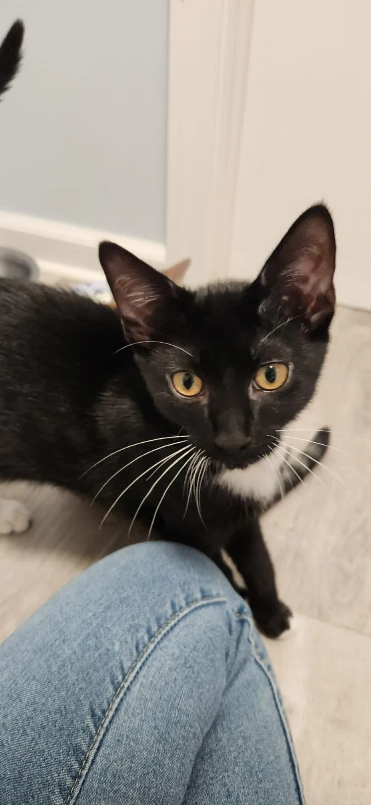 A baby small-sized male Black & White / Tuxedo American Shorthair cat named Waylon for adoption in Highland Park, NJ
