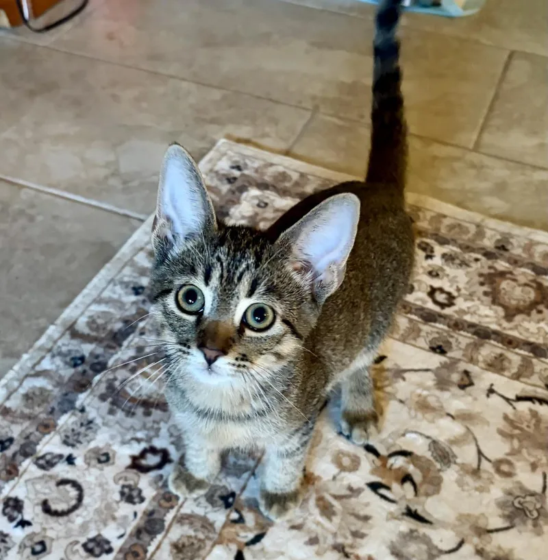 A baby medium-sized male Brown / Chocolate Domestic Short Hair cat named Badboy Jay for adoption in Chandler, AZ