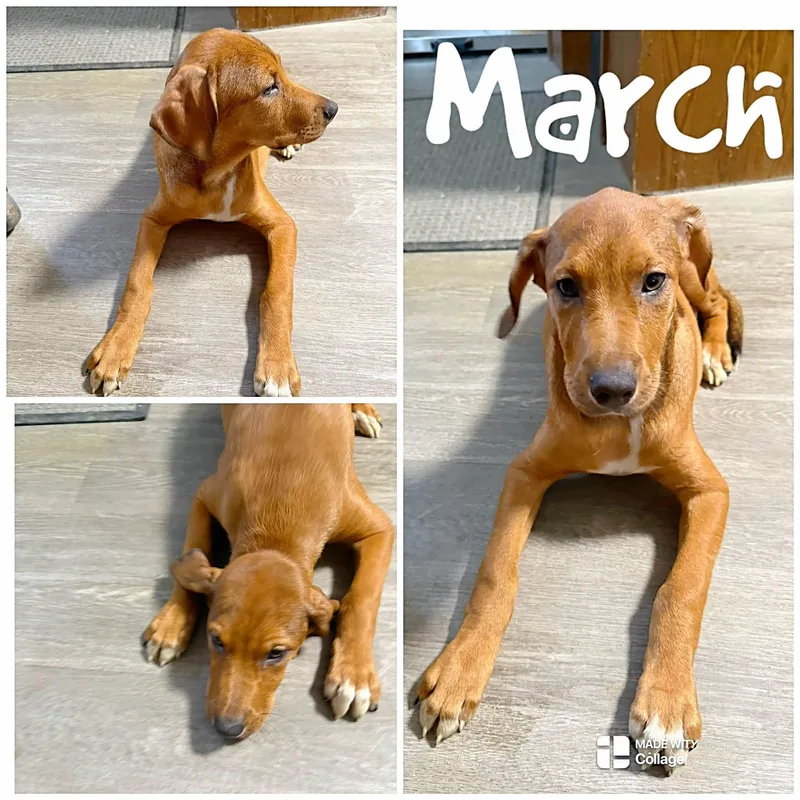 A young medium-sized male Golden Brittany Spaniel dog named March for adoption in Saint James, MO