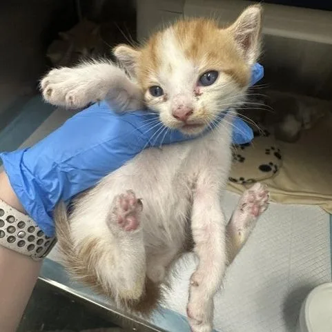 A baby small-sized male Domestic Short Hair cat named Ronnie for adoption in Tampa, FL