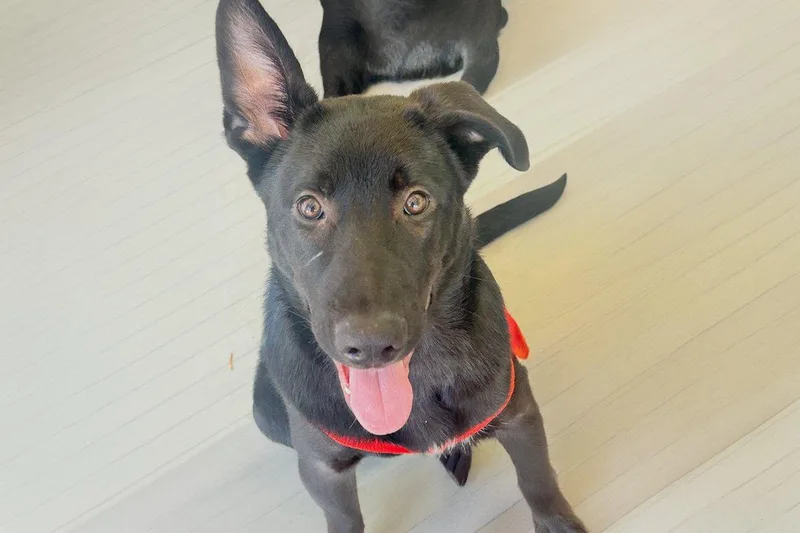 A young large-sized male Black German Shepherd Dog dog named Diesel for adoption in Newport Beach, CA