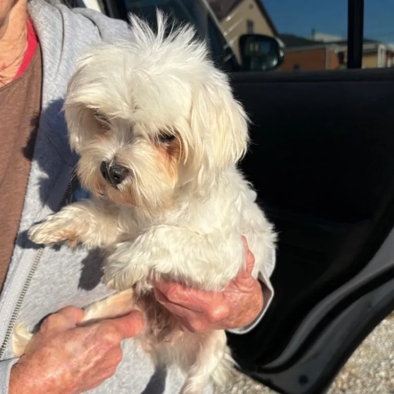 A senior small-sized female Maltese dog named Rosie Wood for adoption in Normal, IL