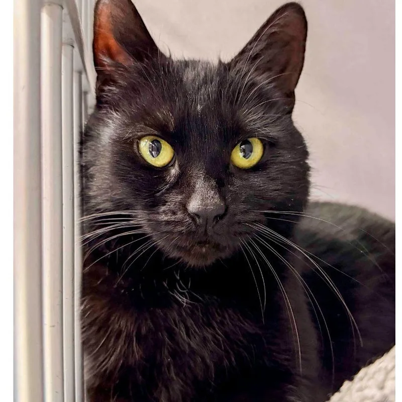 A young medium-sized female Black Domestic Short Hair cat named Violet for adoption in Stamford, CT