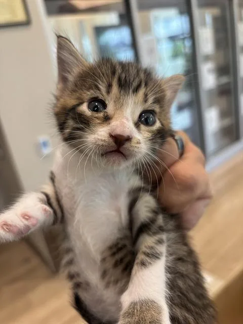 A baby small-sized female Domestic Short Hair cat named Fran for adoption in Pearland, TX