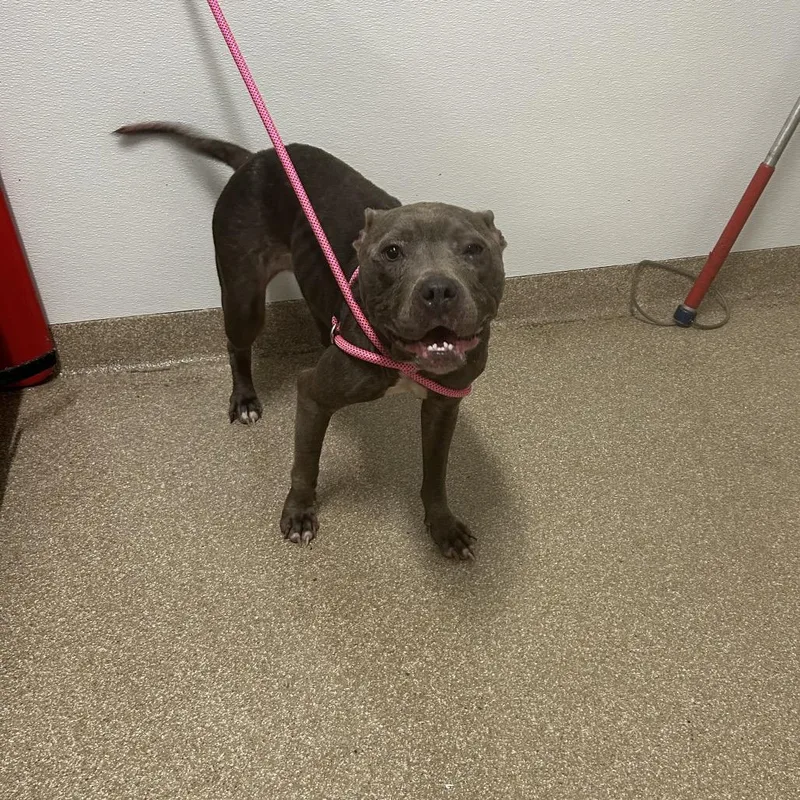 An adult medium-sized female Gray / Blue / Silver Mixed Breed dog named Laura for adoption in League City, TX