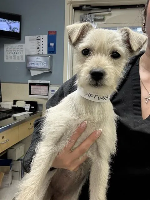 A baby small-sized female Terrier dog named Luna for adoption in Riverside, CA