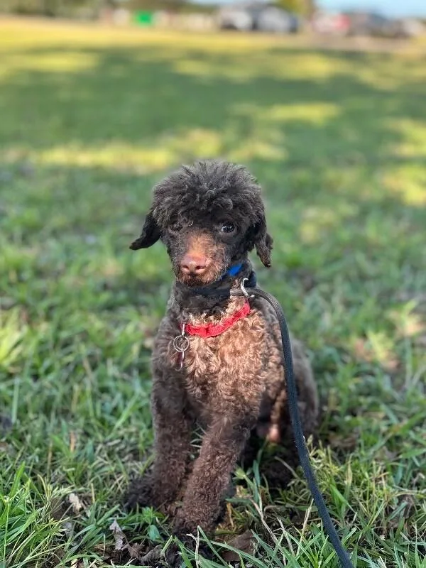 An adult small-sized male Brown / Chocolate Miniature Poodle dog named Calvin for adoption in Aiken, SC