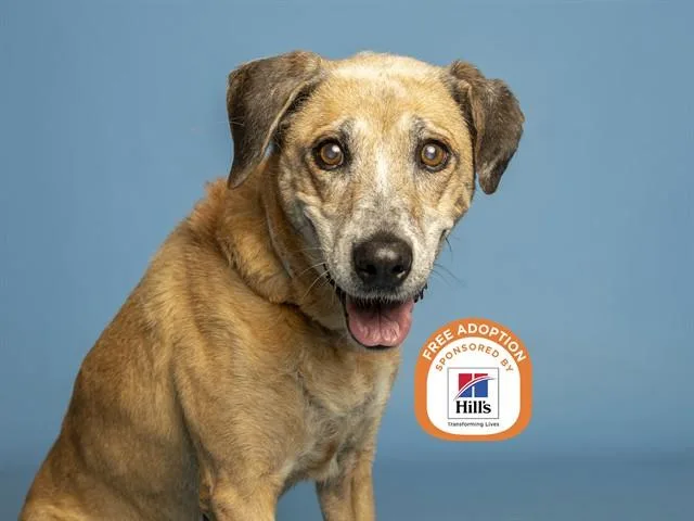An adult large-sized female German Shepherd Dog dog named Mae for adoption in Phoenix, AZ
