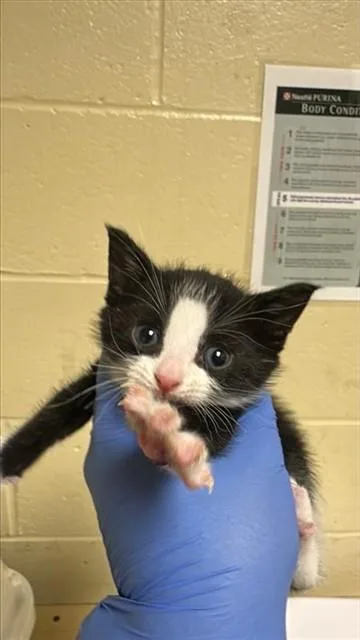 A baby small-sized male Domestic Short Hair cat named Koru for adoption in Sacramento, CA