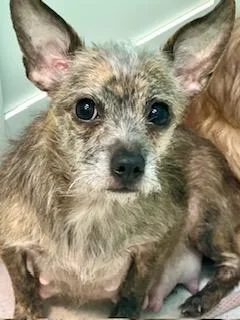 Minnie