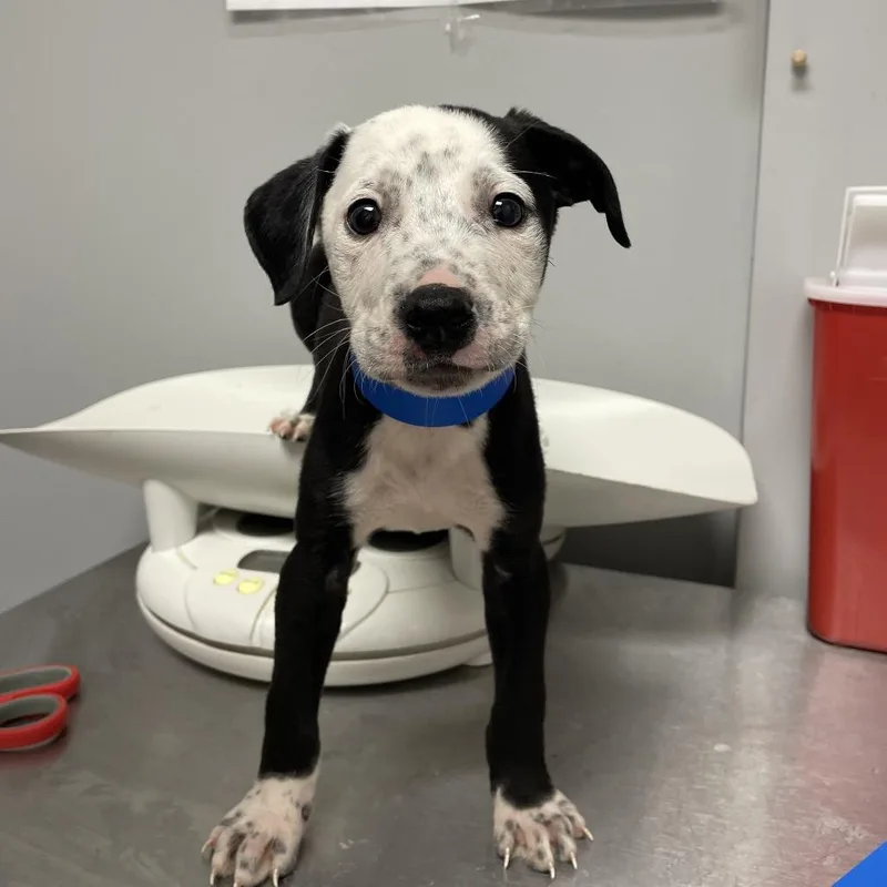 A baby small-sized male Black Mixed Breed dog named Cheeseburger for adoption in Chattanooga, TN
