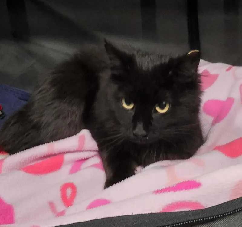 An adult medium-sized female Black Domestic Long Hair cat named Helene for adoption in Chicago, IL