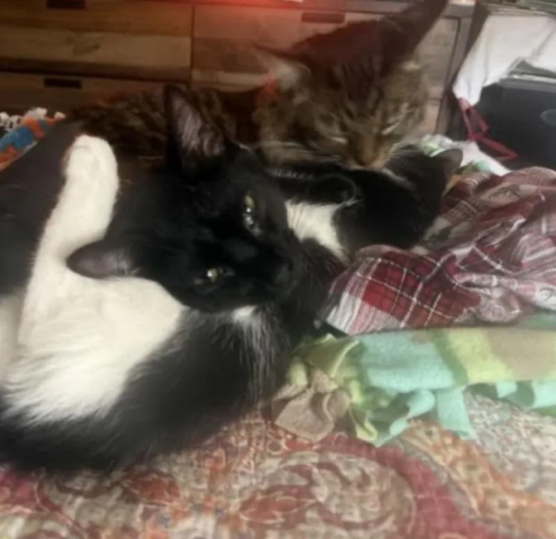 A young medium-sized female Black & White / Tuxedo Domestic Short Hair cat named Salinger for adoption in Cincinnati, OH