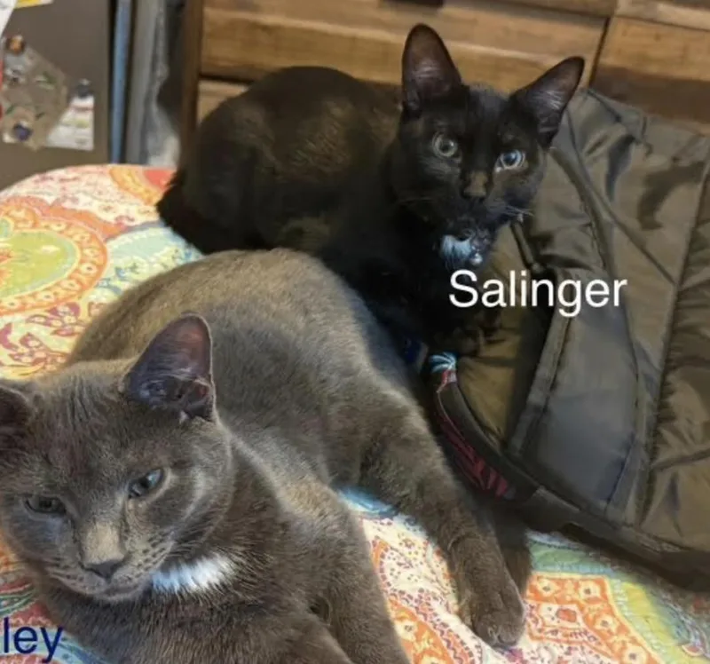 Salinger thumbnail 4