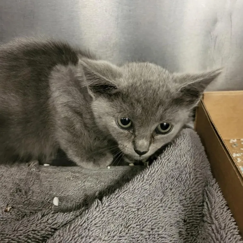 A baby small-sized female Gray / Blue / Silver Domestic Short Hair cat named Starpals for adoption in Martinsville, VA