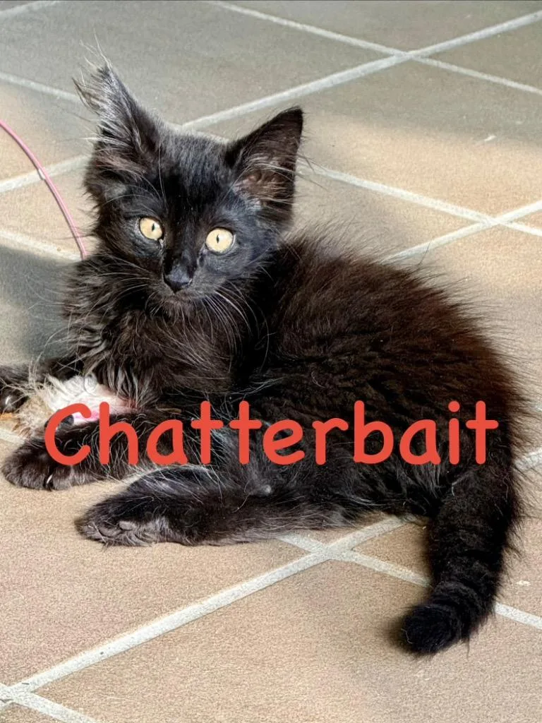 A baby small-sized male Domestic Short Hair cat named Chatter Bait for adoption in Ocala, FL