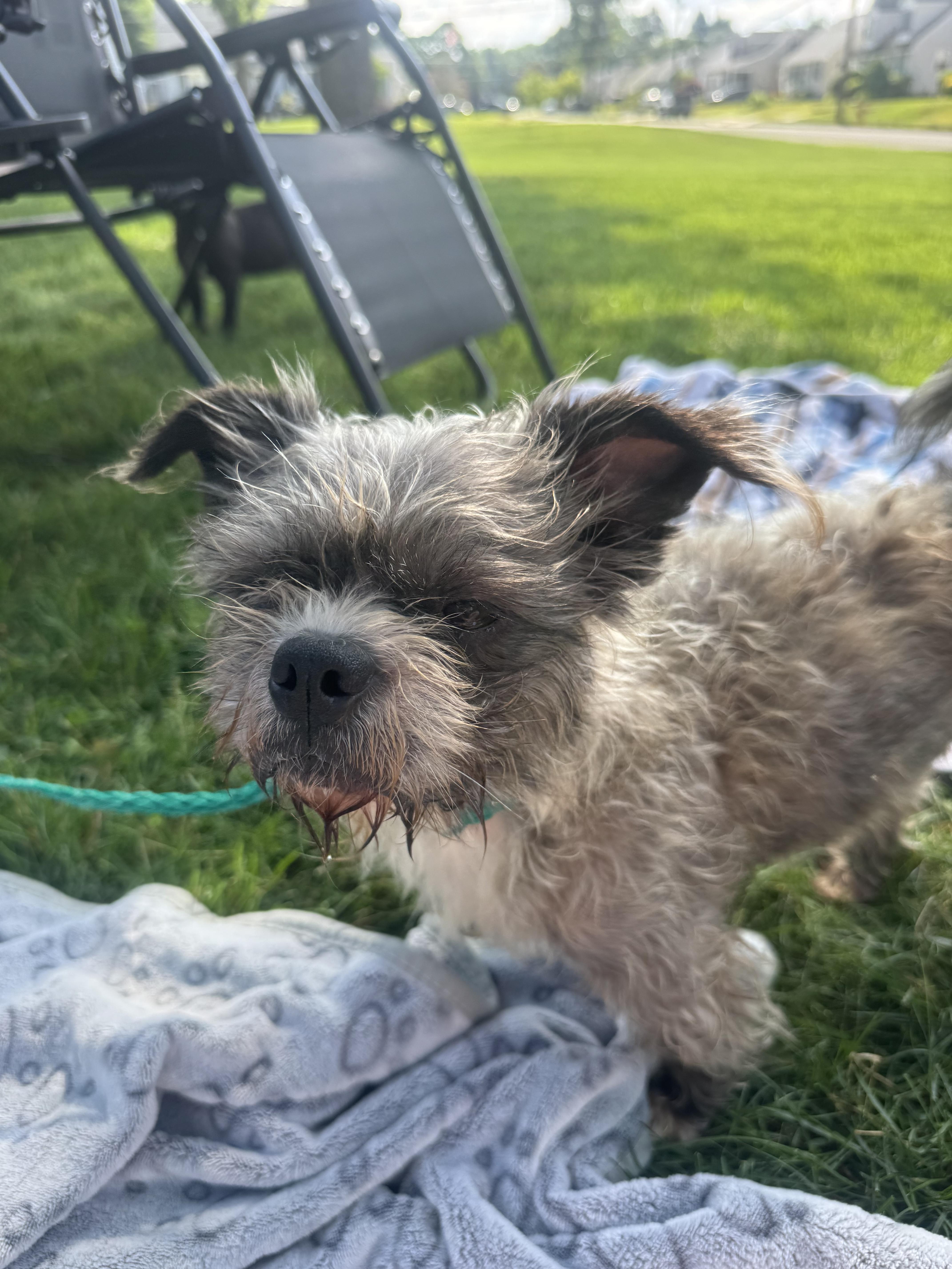 An adult small-sized female Yorkshire Terrier dog named Sunni for adoption in Berlin, NJ