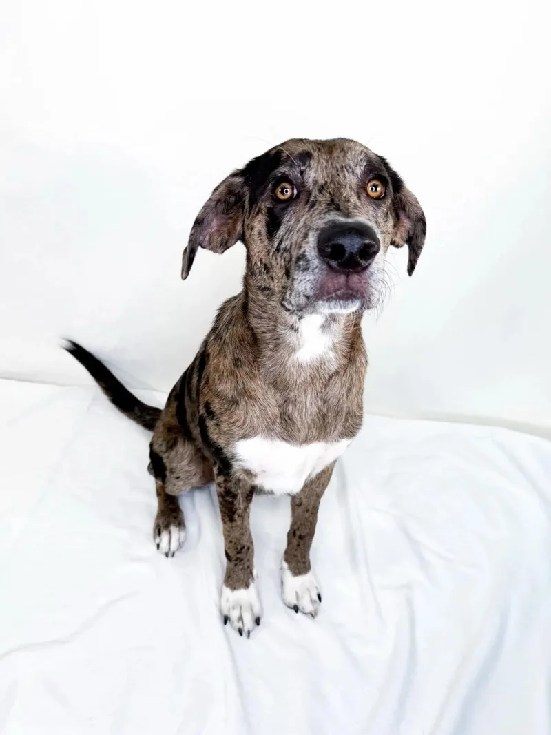 A young large-sized male Merle (Blue) Cane Corso dog named Walker for adoption in Bixby, OK