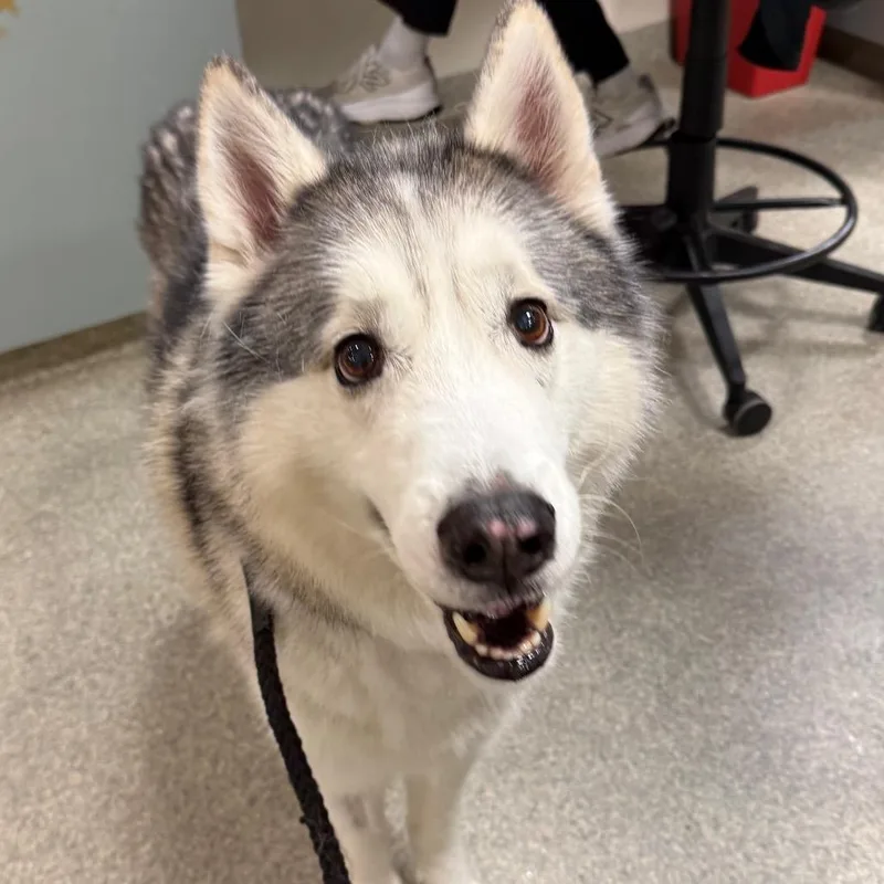 A senior large-sized male Gray / Blue / Silver Mixed Breed dog named Stormy for adoption in Jacksonville, FL