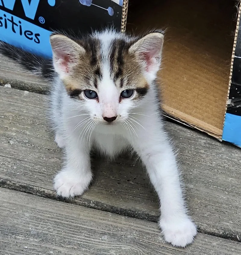 A baby small-sized male Black Domestic Short Hair cat named Charlie for adoption in Maineville, OH