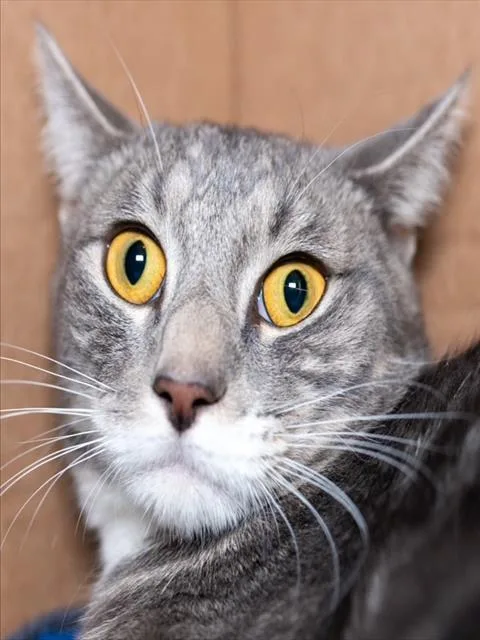 A young medium-sized male Domestic Short Hair cat named Goldblum for adoption in Boston, MA