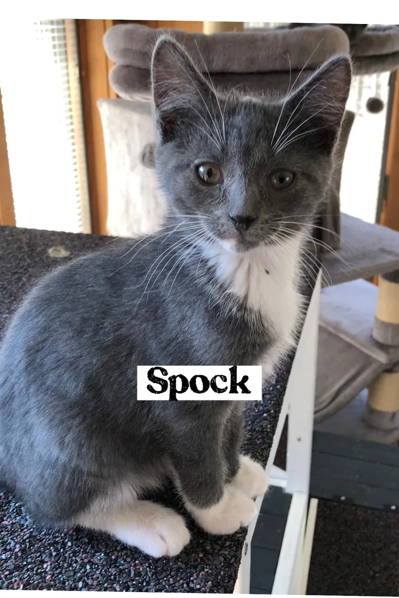 Spock