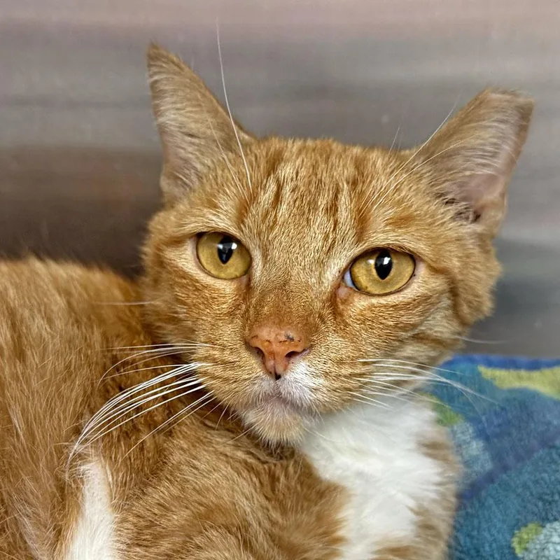 An adult medium-sized female Tabby (Orange / Red) Domestic Short Hair cat named Miel for adoption in East Falmouth, MA