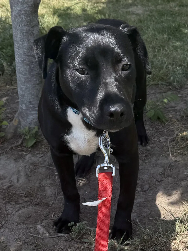 A young medium-sized female Pit Bull Terrier dog named Rain Dixon for adoption in Rockaway, NJ