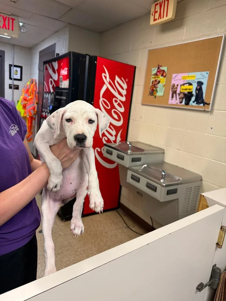 A baby medium-sized female Boxer dog named Slablab Lampton Iii for adoption in Nacogdoches, TX