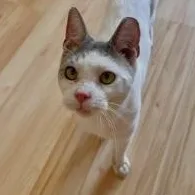 An adult medium-sized male Gray & White Domestic Short Hair cat named Crispin for adoption in Montclair, NJ