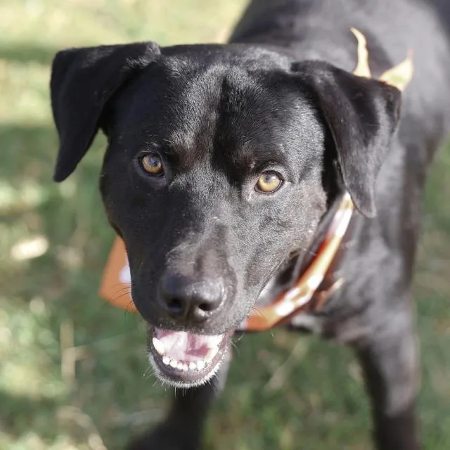 An adult large-sized male Shepherd dog named Marcus for adoption in San Antonio, TX