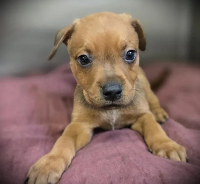 A baby small-sized male Pit Bull Terrier dog named Reese for adoption in Los Angeles, CA