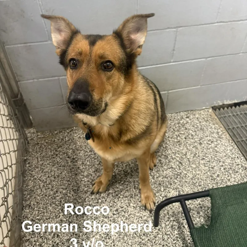 An adult large-sized male Sable German Shepherd Dog dog named Rocco for adoption in Collinsville , OK