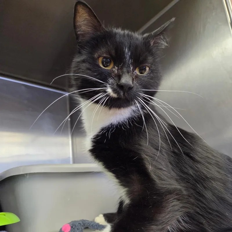 A young medium-sized female Black Domestic Short Hair cat named Jazzy for adoption in Spokane, WA