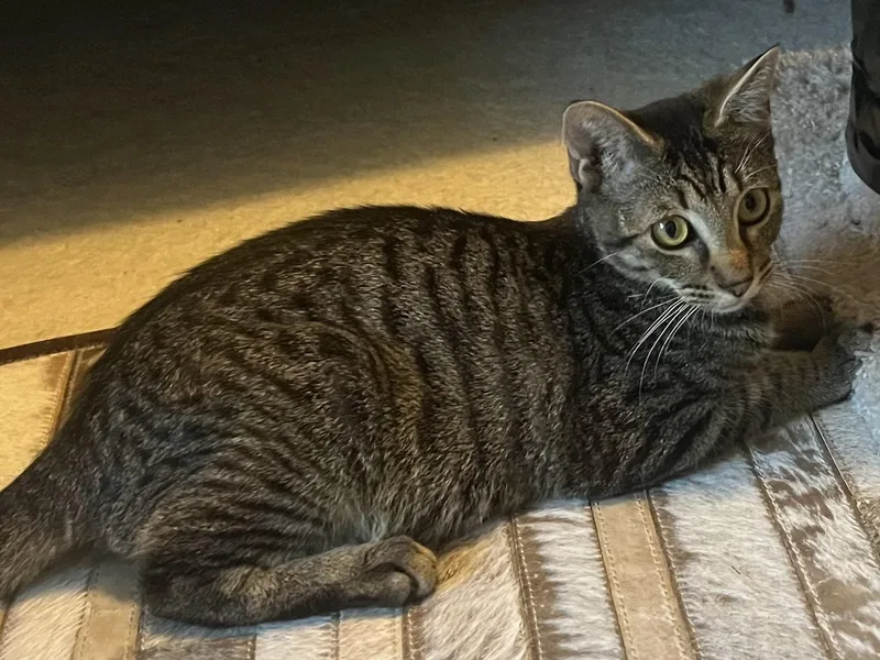 A young medium-sized male Tabby (Brown / Chocolate) Domestic Short Hair cat named Andy for adoption in Humble, TX