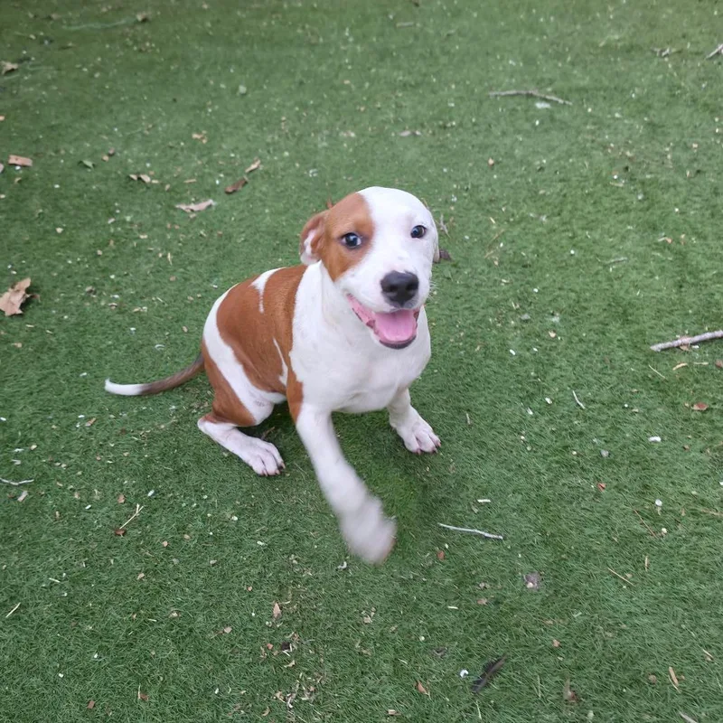 A baby medium-sized male White / Cream Pit Bull Terrier dog named Trooper FJ for adoption in Austin, TX
