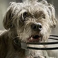 Coco URGENT